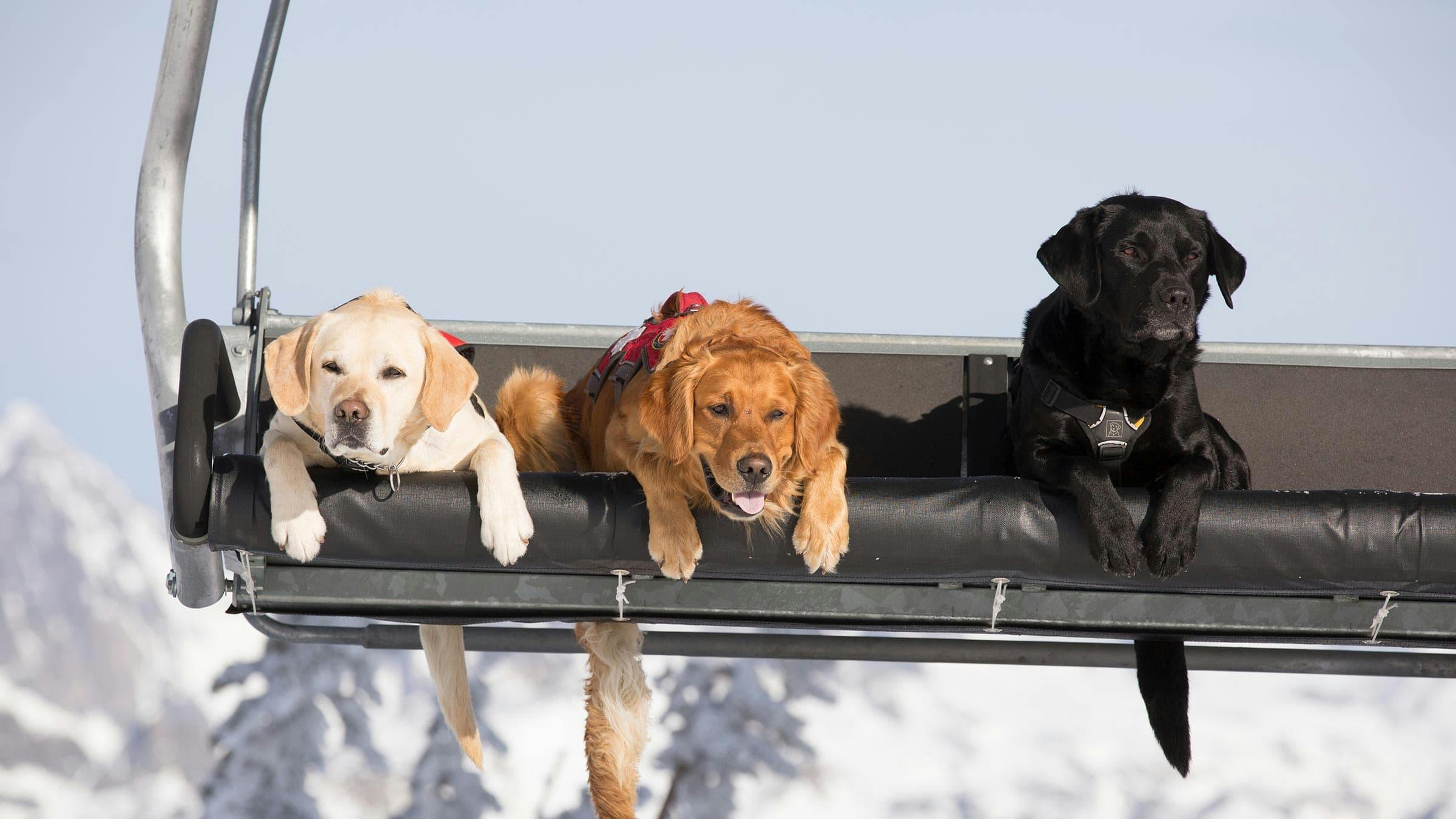Three patrol dogs sitting on a chairlift